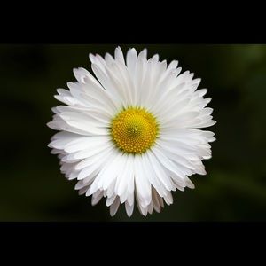 Meet your Posher, Chih